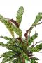 Calathea gestreepte bladeren