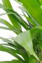 Groene bladeren Areca palm
