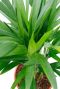 Mooie plant Areca