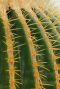 Naalden van de Cactus Echinocactus Grusonii