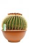 Grote cactus kopen bij 123planten