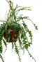 Epiphyllum groene hangplant
