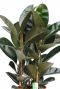 Ficus met donker groene bladeren 