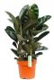 Ficus elastica huisplant 