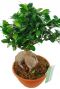 Ficus microcarpa boompje 