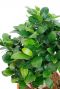 Ficus microcarpa groene kleine blaadjes 