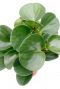 Harde bladeren vetplant Peperomia 