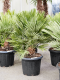 Chamaerops tuinplant