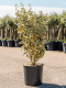 elaeagnus tuinplant