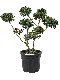 ilex_tuinplanten
