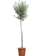 olijfboom_tuinplant