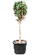 Pinus tuinplant