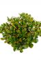 Crassula met geel oranje kleuren