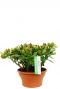 Crassula sunset kopen bij 123planten
