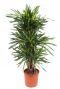 Dracaena Riki