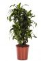 Dracaena Dorado