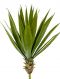 Agave