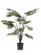 Monstera