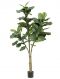 Ficus lyrata