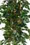 Ficus zijdeplant met mooie dikke stam en groene bladeren
