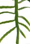 Groene blad slierten van de hangplant kamerplant Lepismium