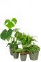 Aanbieding planten pakket