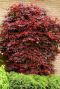 Acer palmatum atropurpureum tuinplant 10