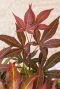 Acer palmatum atropurpureum tuinplant p19