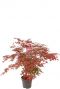 Acer palmatum beni maiko planten p29
