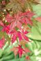 Acer palmatum beni maiko tuinplant