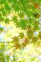 Acer palmatum bi hoo tuinplant 24