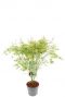 Acer Palmatum 'Butterfly'