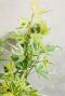 Acer palmatum butterfly tuinplant p10
