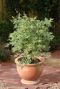 Acer Palmatum 'Butterfly'