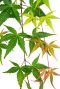 Acer Palmatum 'Cascade Ruby' 