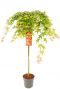 Acer palmatum cascade ruby 24 plant