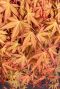 Acer Palmatum 'Cascade Ruby' 