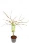 Acer palmatum dissectum plant p24