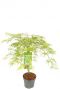 Acer palmatum dissectum planten p24