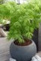 Acer palmatum dissectum tuinplant