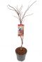 Acer palmatum garnet plant p24