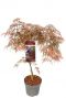 Acer palmatum garnet planten p24