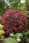 Acer palmatum garnet tuinplant