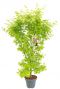 Acer palmatum going green plant p34