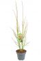 Acer palmatum going green planten p34