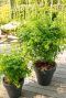 Acer palmatum going green tuinplant