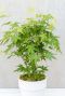 Acer palmatum going green tuinplant p10