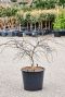 Acer palmatum inaba-shidare buiten bloeiperiode