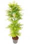 Acer palmatum little princess plant p34