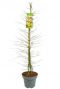 Acer palmatum little princess planten p34